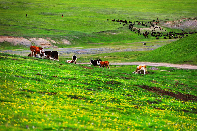 新疆托克遜縣黑山草原 山花爛漫云霧繚繞【6】