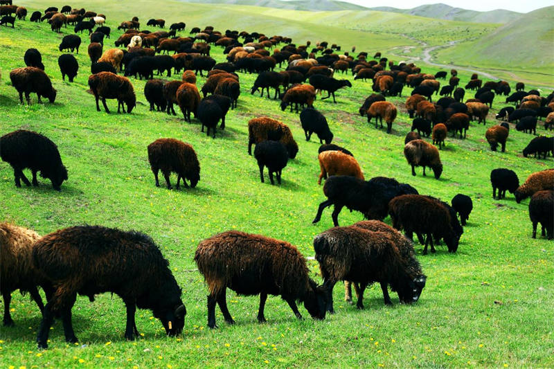 新疆托克遜縣黑山草原 山花爛漫云霧繚繞【3】