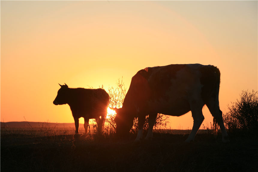 【新疆是個好地方】在可可托海尋找詩和遠方【4】
