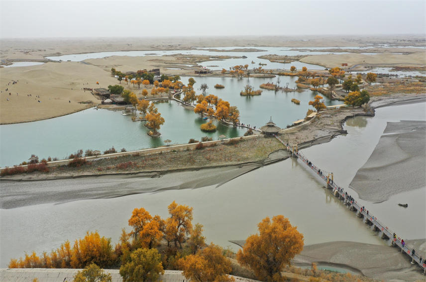 【新疆是個好地方】新疆尉犁:胡楊披“金裝” 秋景醉游人【11】