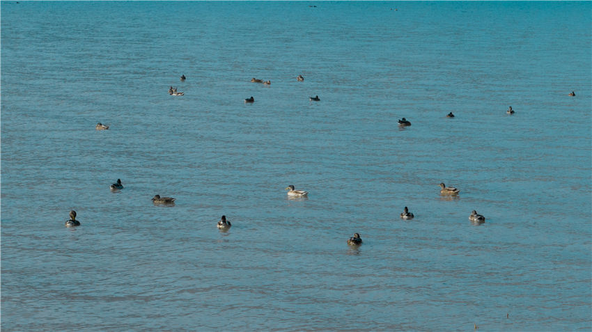 新疆喀拉托海湖：水鳥戲水美如畫【5】