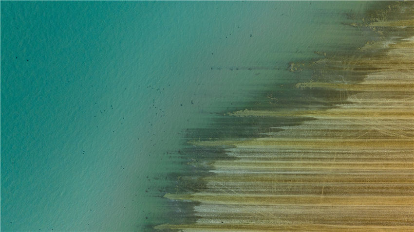 新疆喀拉托海湖：水鳥戲水美如畫【8】