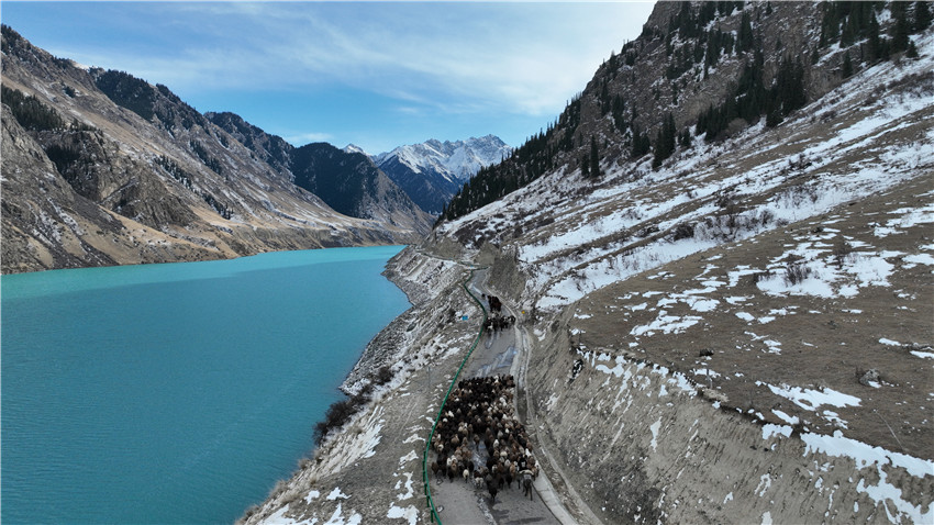 新疆昭蘇縣：牲畜冬季轉場正當時【5】