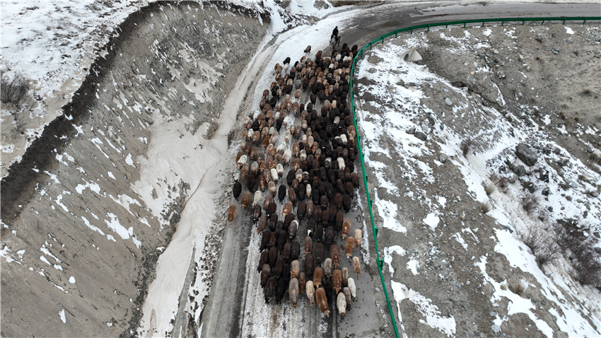 新疆昭蘇縣:牲畜冬季轉場正當時【4】