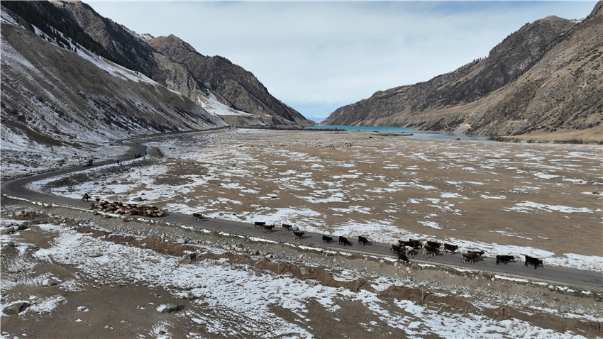 新疆昭蘇縣:牲畜冬季轉場正當時【3】