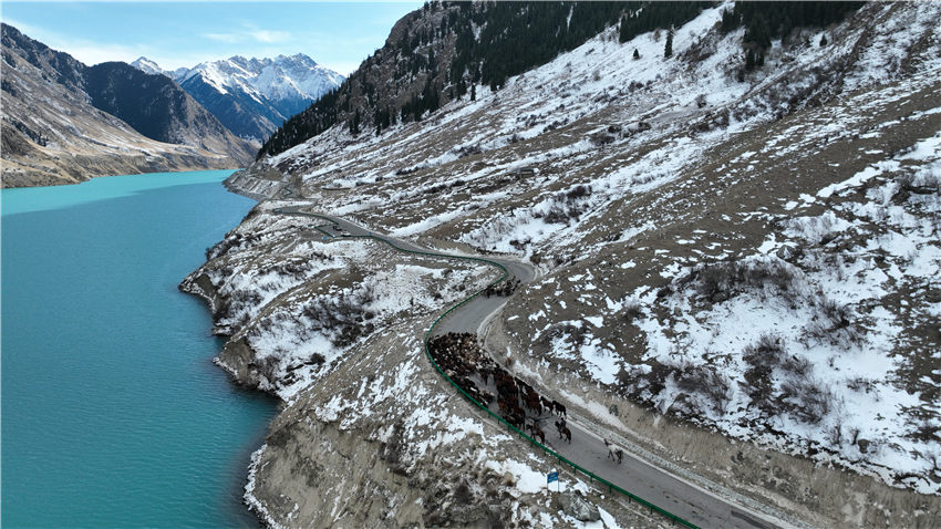 新疆昭蘇縣：牲畜冬季轉場正當時