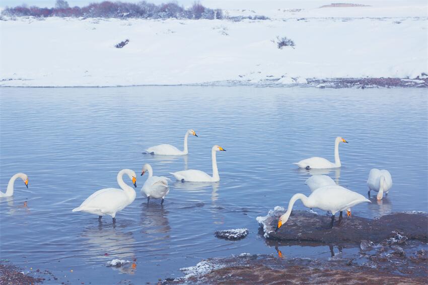 新疆昭蘇：濕地天鵝舞翩躚【5】