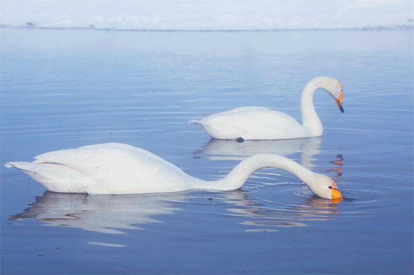 新疆昭蘇：濕地天鵝舞翩躚【6】