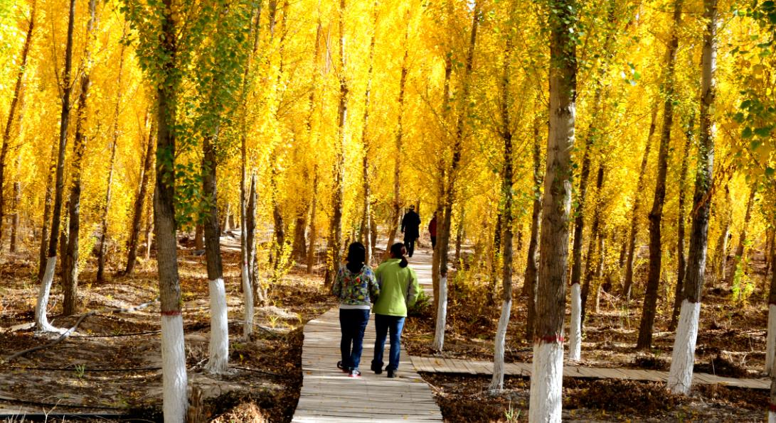 克拉瑪依林海公園：林間漫步