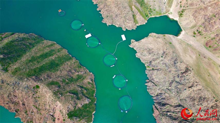 在離海最遠的地方，三文魚安了家！【4】