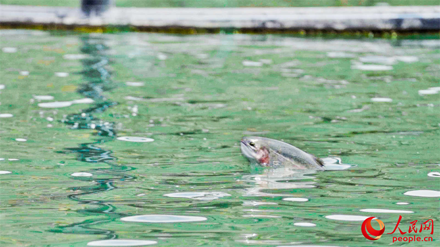 在離海最遠的地方，三文魚安了家！【5】