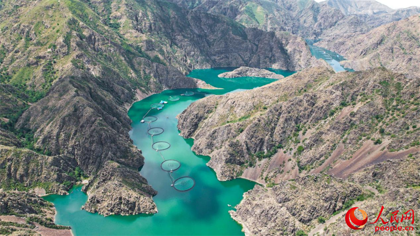 在離海最遠的地方，三文魚安了家！【6】