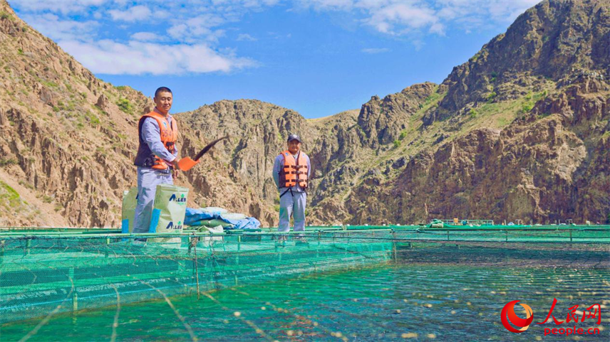 在離海最遠的地方，三文魚安了家！【9】