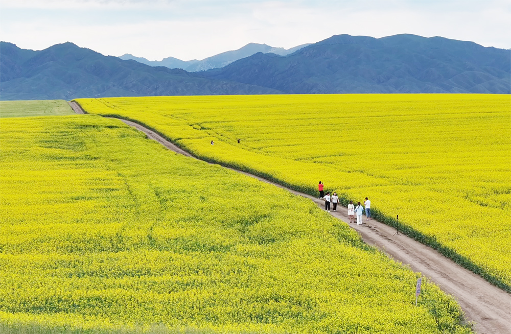 7月下旬，新疆昭蘇縣八萬余畝油菜花競相綻放。巴特那生攝