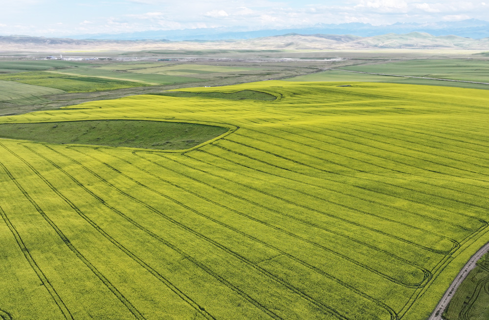 新疆昭蘇縣八萬余畝油菜花競相綻放。巴特那生攝