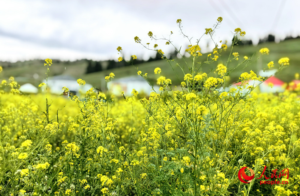 烏魯木齊南山腳下油菜花盛開。人民網記者 韓婷攝