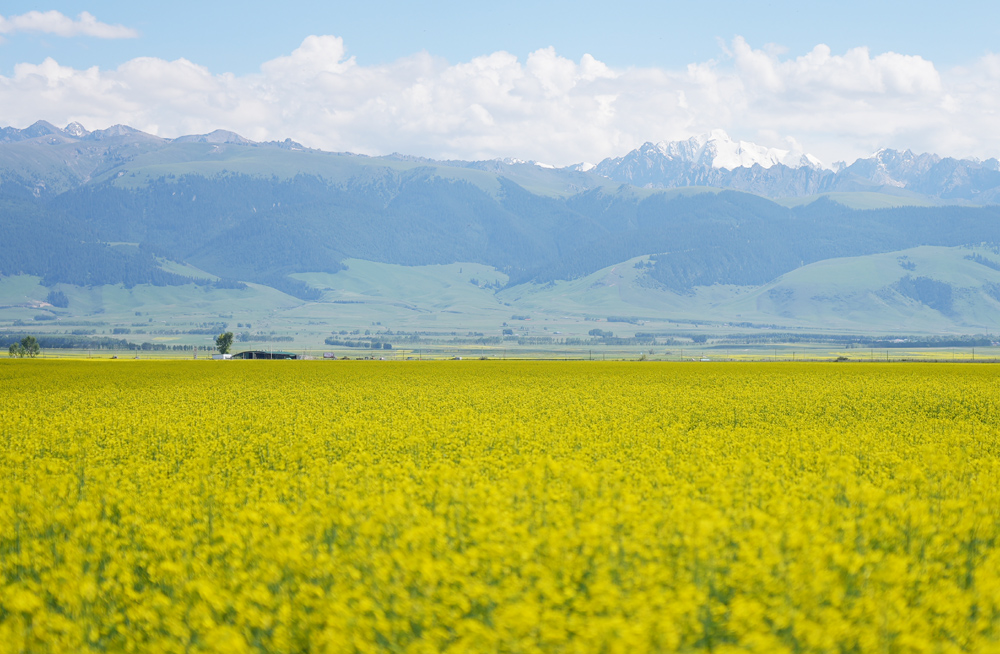 新疆昭蘇縣八萬余畝油菜花競相綻放。巴特那生攝