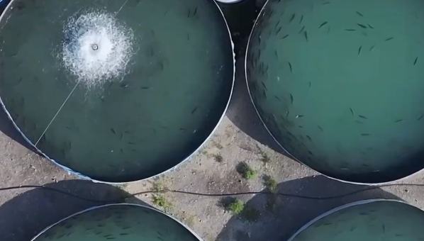 吐魯番火焰山下，三文魚長大了