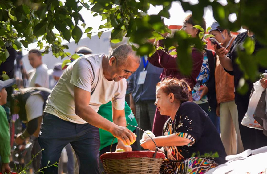 新疆庫爾勒：金秋梨園香 豐收正當時